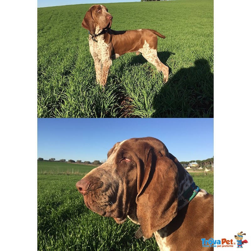 Cuccioli di Bracco Italiano - Foto n. 1