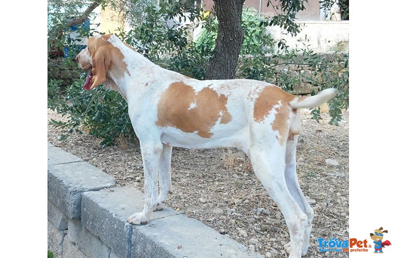 Cuccioli di Bracco Italiano - Foto n. 6