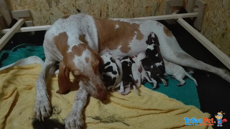 Cuccioli di Bracco Italiano - Foto n. 7