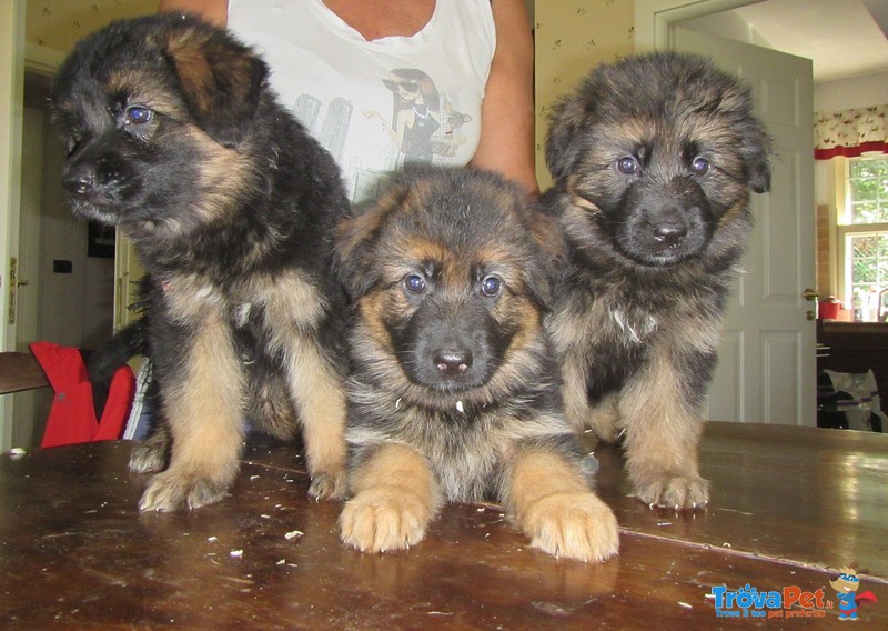 Cuccioli di Pastore Tedesco - Foto n. 1