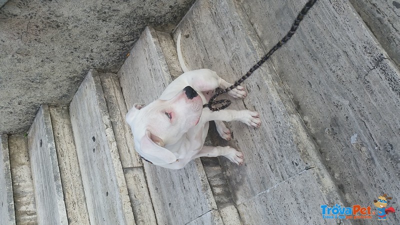 Dogo Argentino - Foto n. 3