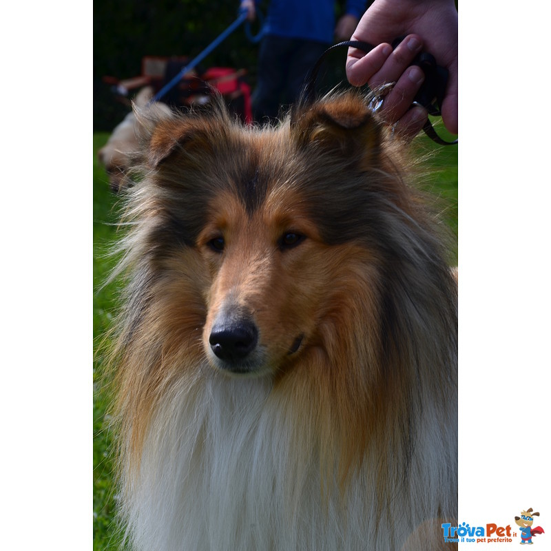 Disponibile Rough Collie Maschio per Accoppiamento - Foto n. 1