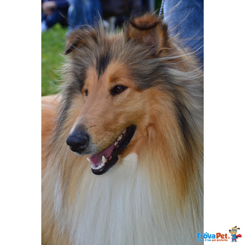 Disponibile Rough Collie Maschio per Accoppiamento - Foto n. 2