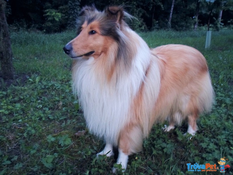 Disponibile Rough Collie Maschio per Accoppiamento - Foto n. 3