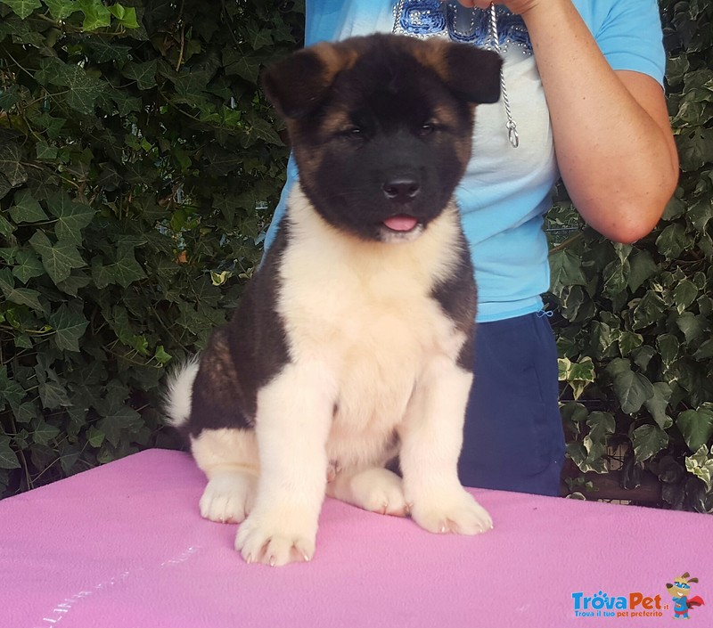 Bellissimi Cuccioli di Akita Americano - Foto n. 2