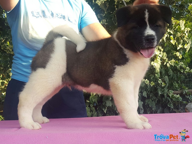 Bellissimi Cuccioli di Akita Americano - Foto n. 3