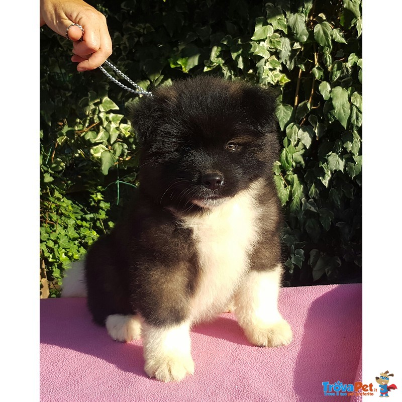 Bellissimi Cuccioli di Akita Americano - Foto n. 4