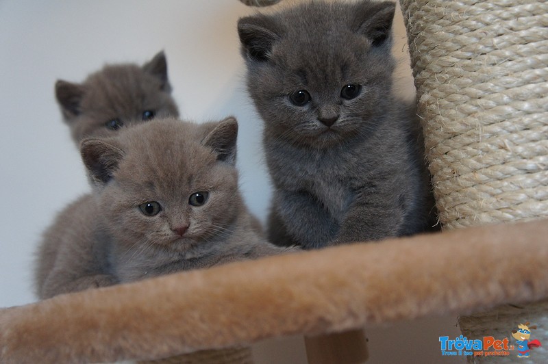 Carino blu Britannico a pelo Corto Cuccioli - Foto n. 1