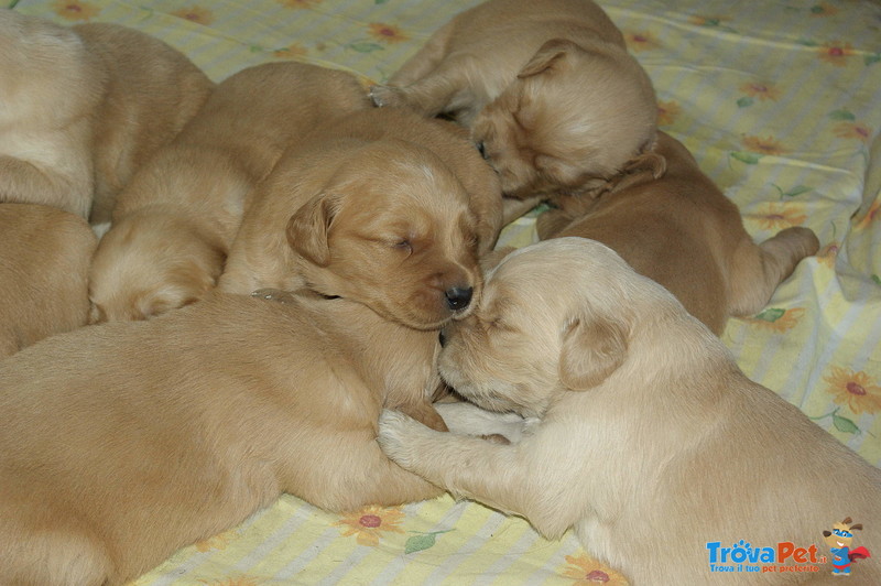 Vendita Cuccioli di Golden Retriever - Foto n. 1