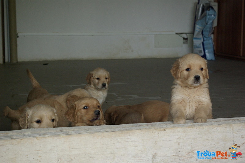 Vendita Cuccioli di Golden Retriever - Foto n. 2