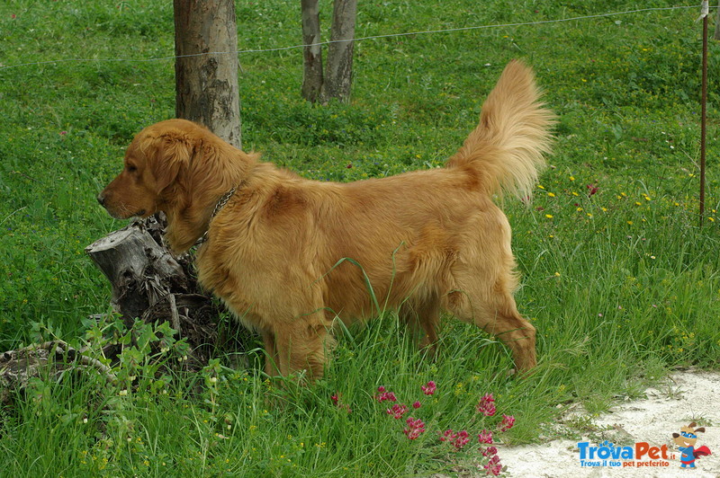 Vendita Cuccioli di Golden Retriever - Foto n. 4