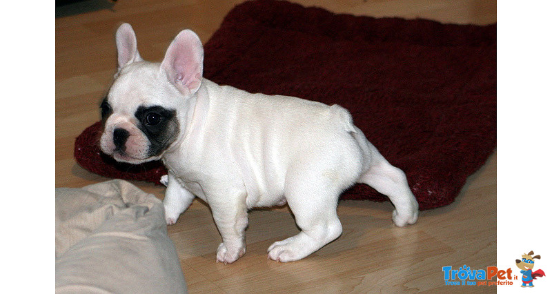 Cuccioli di Bulldog Francese - Foto n. 2