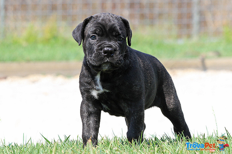 Cucciole cane Corso Italiano - Foto n. 1