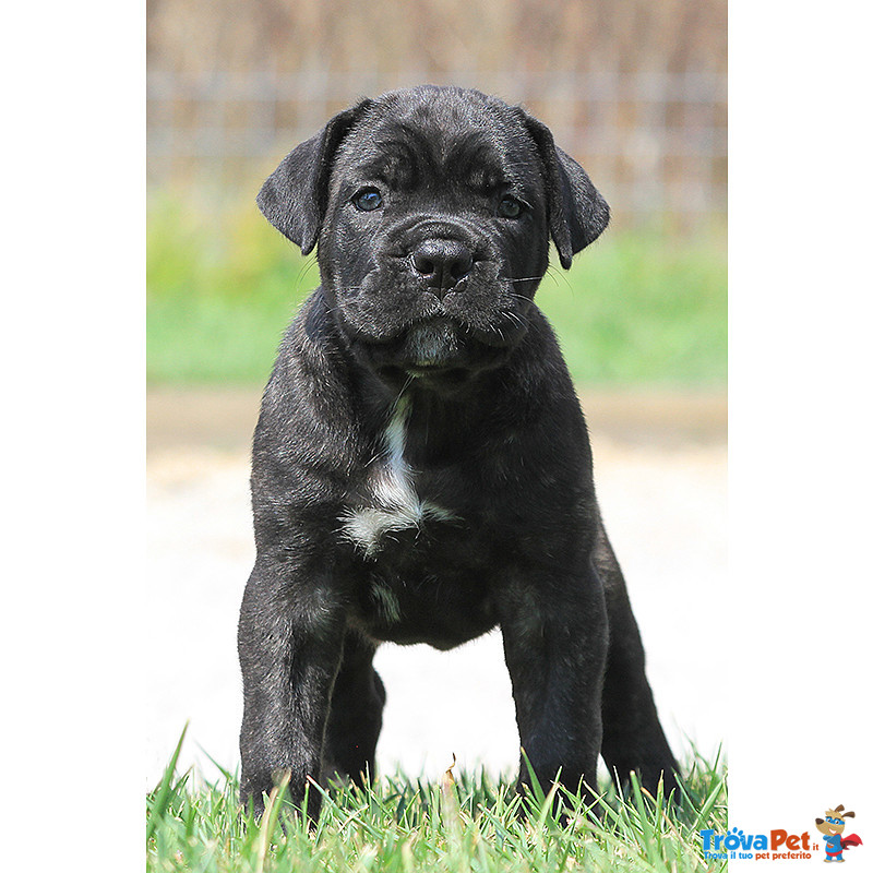 Cucciole cane Corso Italiano - Foto n. 2