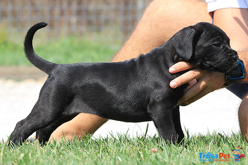 Cucciole cane Corso Italiano - Foto n. 3