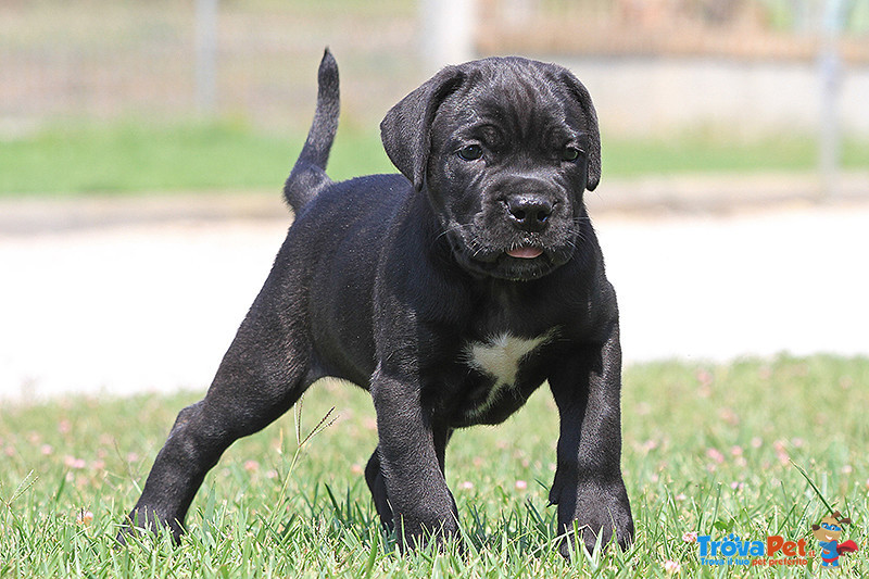 Cucciole cane Corso Italiano - Foto n. 4