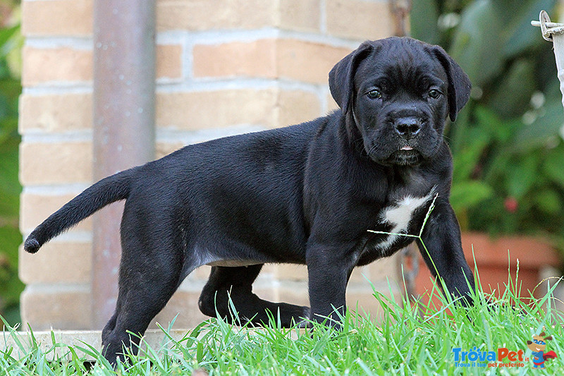 Cucciole cane Corso Italiano - Foto n. 5