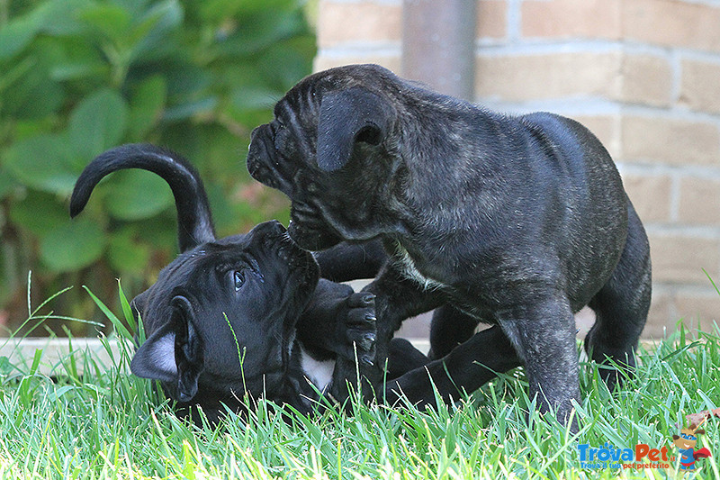 Cucciole cane Corso Italiano - Foto n. 6