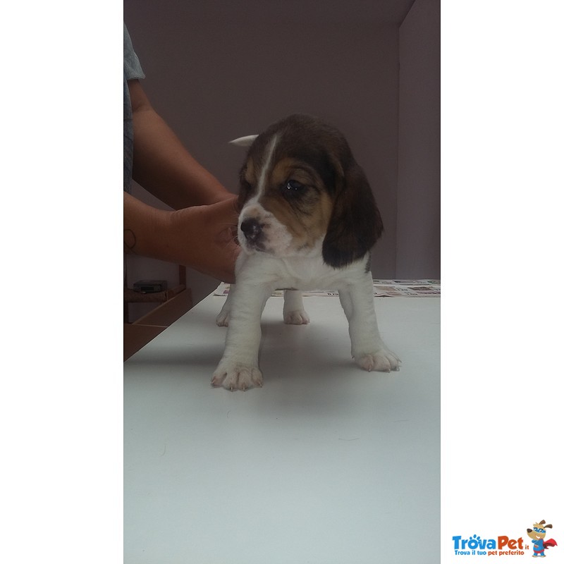 Cuccioli di Beagle - Foto n. 1