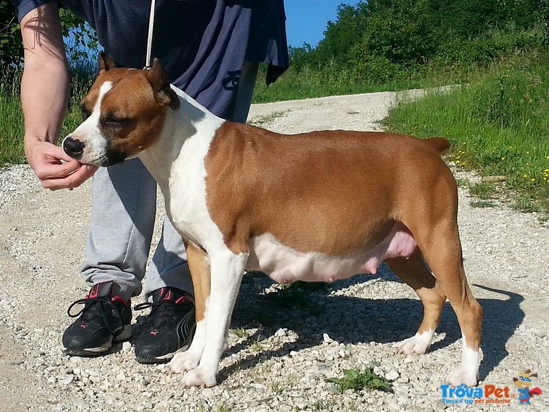 Ultimi due Cuccioli di American Staffordshire Terrier - Foto n. 2