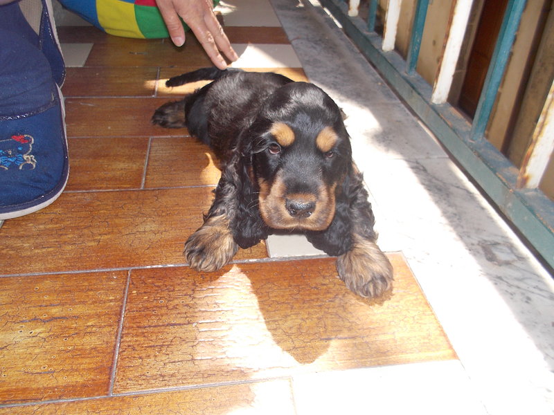 Cocker Spaniel Cucciolo - Foto n. 1