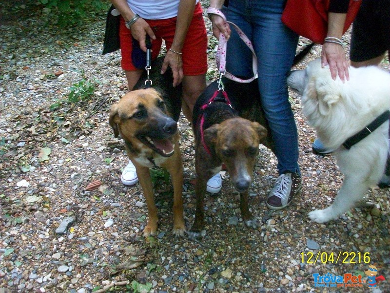 Pongo Adorabile Cucciolone - Foto n. 7