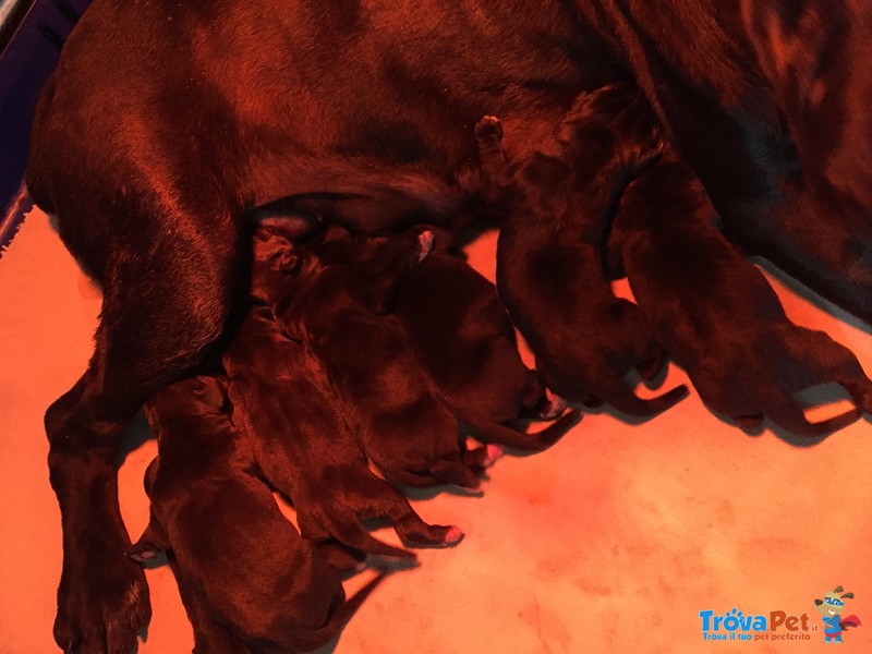 Cuccioli di cane Corso - Foto n. 3