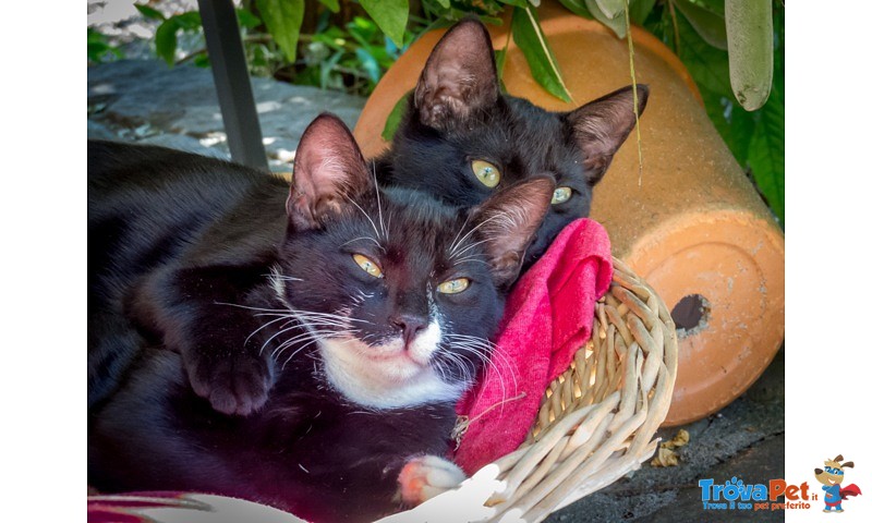 Due Gattini di 4 mesi nero e Nerobianco Coccoloni - Foto n. 1