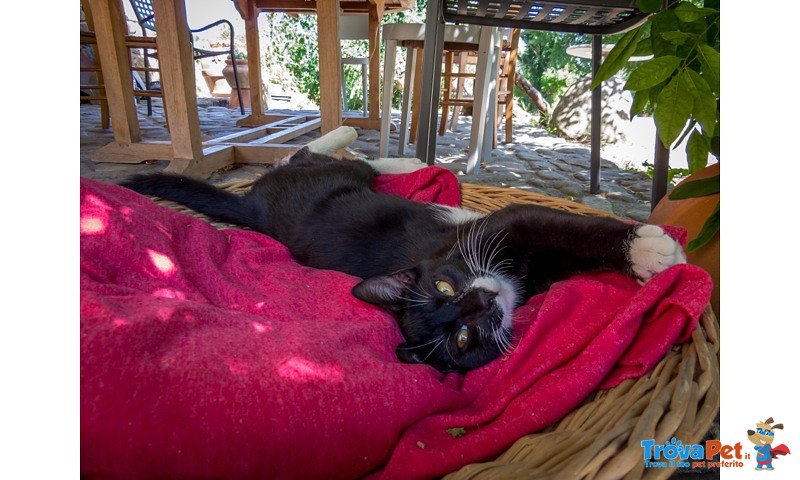 Due Gattini di 4 mesi nero e Nerobianco Coccoloni - Foto n. 2