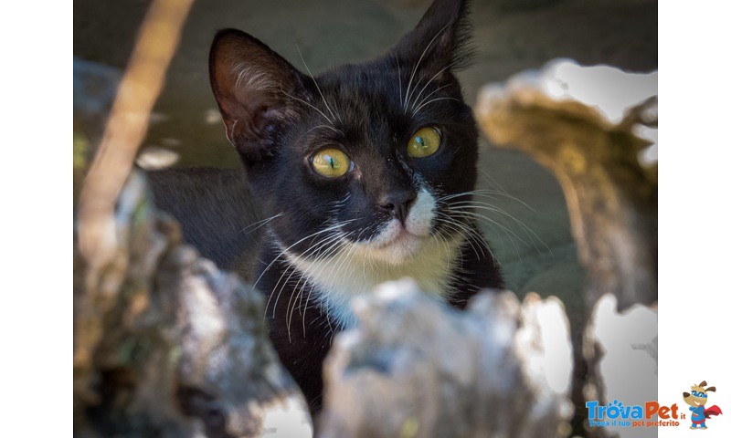 Due Gattini di 4 mesi nero e Nerobianco Coccoloni - Foto n. 3