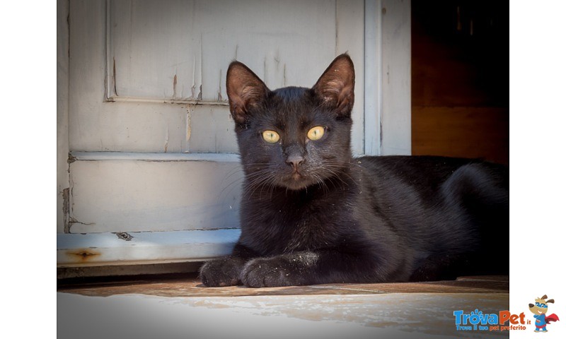 Due Gattini di 4 mesi nero e Nerobianco Coccoloni - Foto n. 4