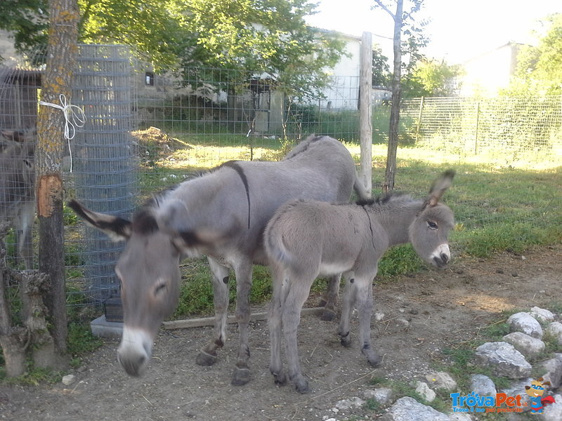 Asinelli Amiatini per pet Terapy e Fattorie - Foto n. 2