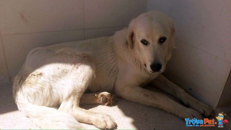 Teodolinda, come si può Lasciare una Simile Bellezza in un Canile - Foto n. 2