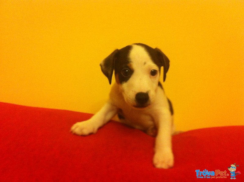 Disponibile Cucciolo jack Russel Stupendo da Meta' Giugno - Foto n. 1