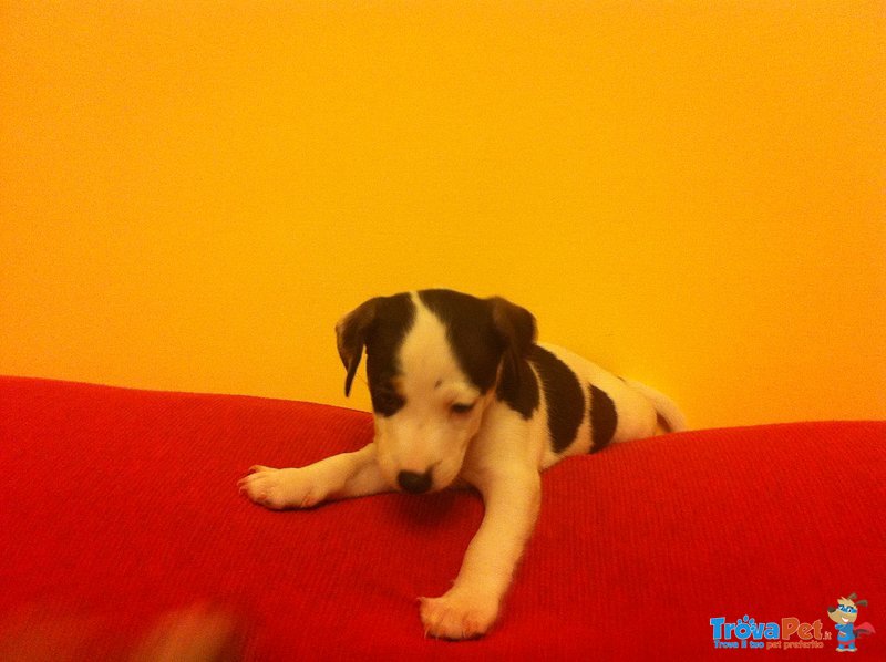 Disponibile Cucciolo jack Russel Stupendo da Meta' Giugno - Foto n. 2