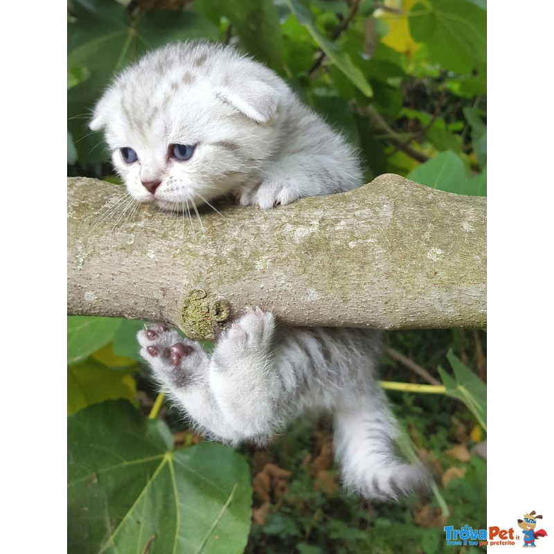 Sceltissimo Orsetto Scottish - Fold. Caruso. - Foto n. 1