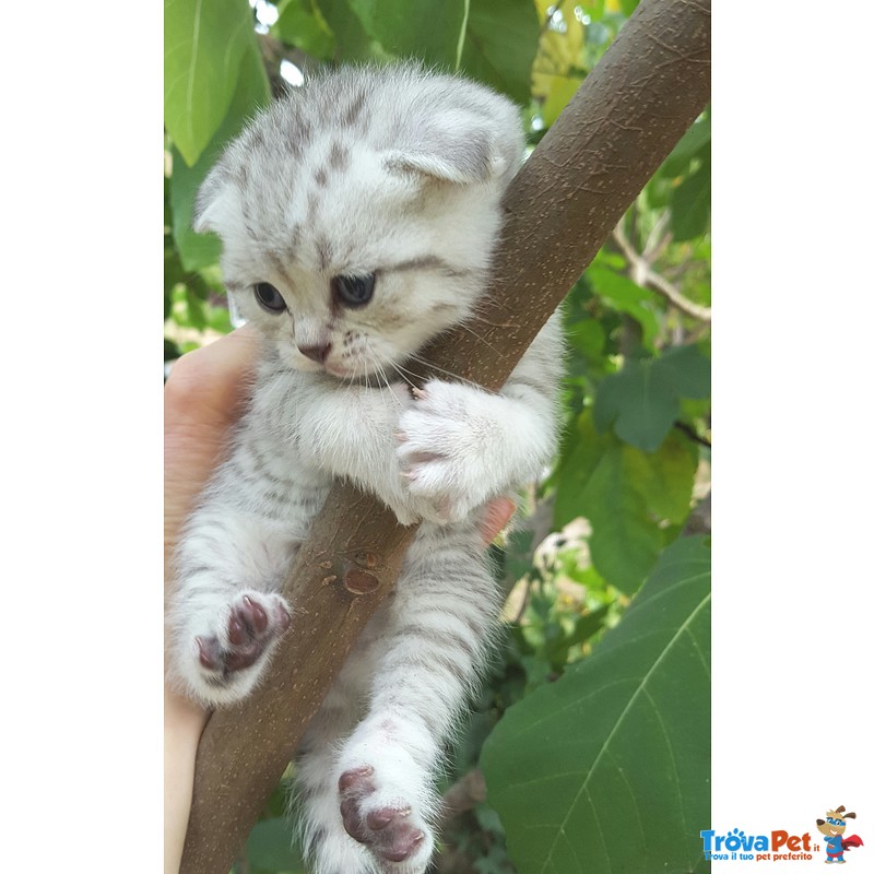 Sceltissimo Orsetto Scottish - Fold. Caruso. - Foto n. 4