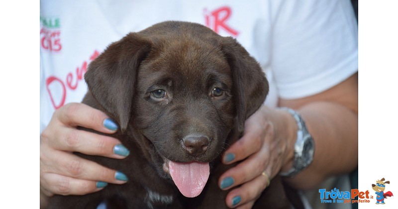 Labrador Cioccolato Fegato - Foto n. 1