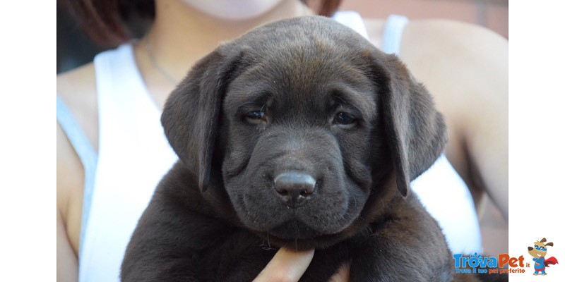 Labrador Cioccolato Fegato - Foto n. 2