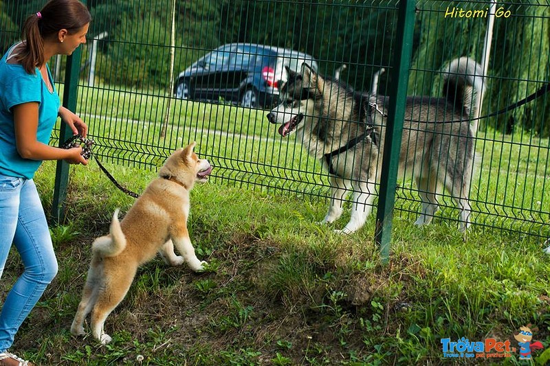 Akita inu Cucciolo Pedigree - Foto n. 2