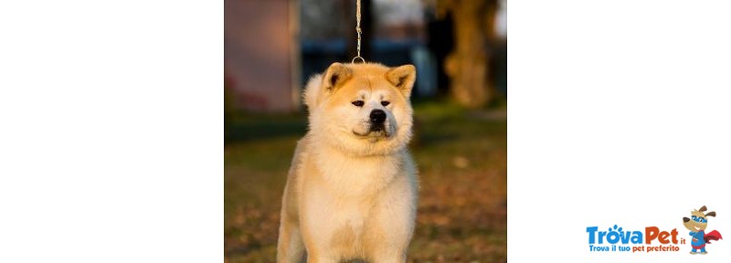 Akita inu Cucciolo Pedigree - Foto n. 3