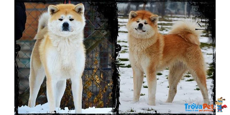 Akita inu Cucciolo Pedigree - Foto n. 4