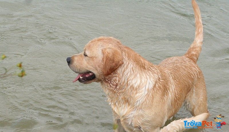 Labrador Retriever Disponibile per Accoppiamento - Foto n. 1