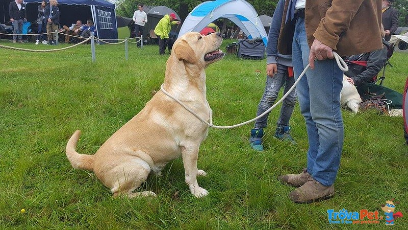 Labrador Retriever Disponibile per Accoppiamento - Foto n. 3