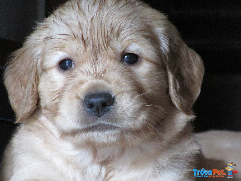 Splendide Cucciole Golden Retriever Femmine a Como - Foto n. 1