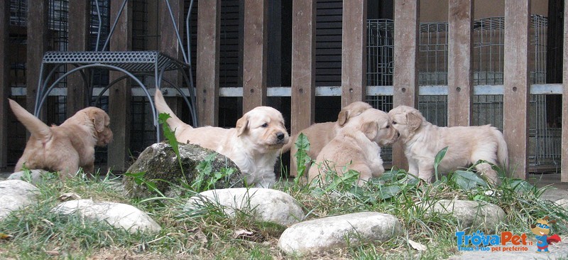 Splendide Cucciole Golden Retriever Femmine a Como - Foto n. 4