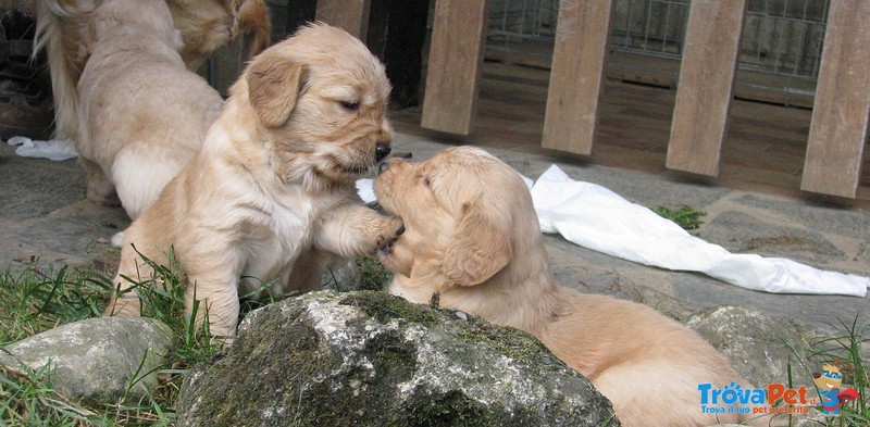 Splendide Cucciole Golden Retriever Femmine a Como - Foto n. 5