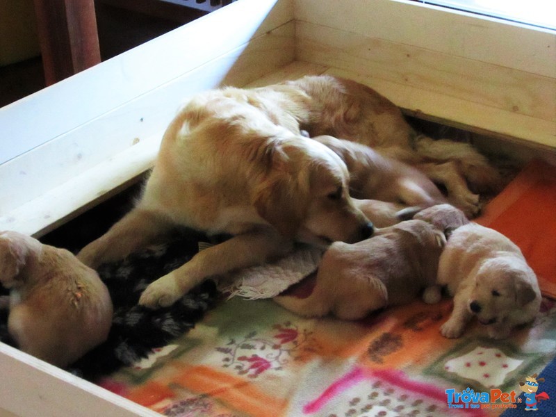 Splendide Cucciole Golden Retriever Femmine a Como - Foto n. 6