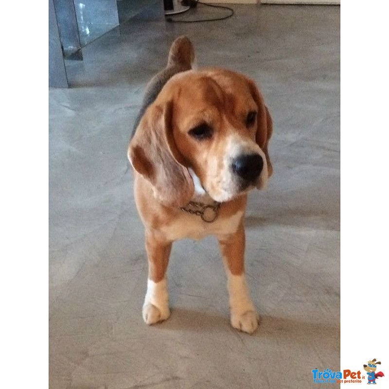 Bellissimo Beagle in Adozione a Milano - Foto n. 1