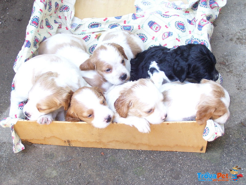 Vendo Cuccioli di Breton - Foto n. 3